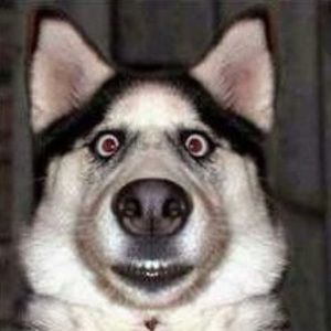 Meet your Posher, Adan